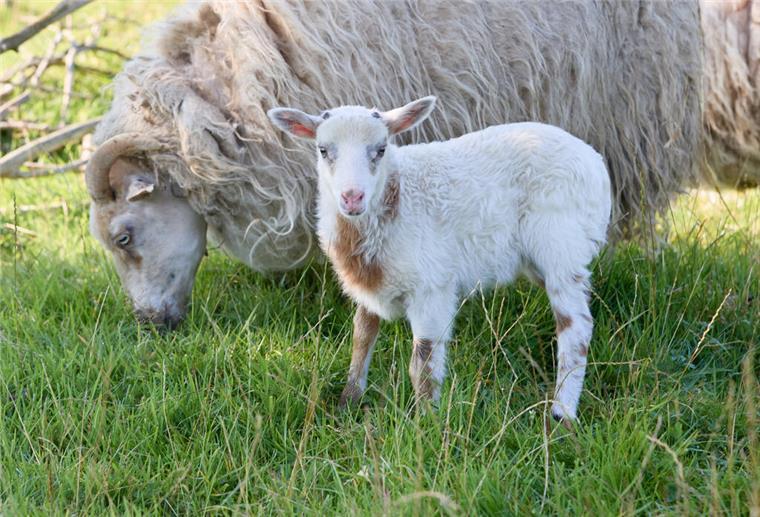 Halb Schaf, halb Ziege - mutmaßliche Schiege geboren Schaf-Mama «Selma» (l), das Junge «Flumo» stehen auf einer Wiese.