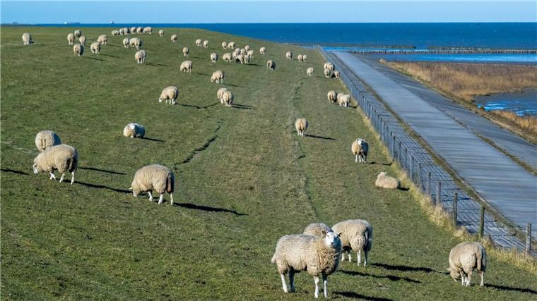 Land gibt vier Millionen Euro für Schutz vor Wolfsangriffen Schaf- und Ziegenhalter bekommen zum ersten Mal eine unbürokratische Pauschale für Schutzmaßnahmen gegen Wolfsrisse. (Archivfoto)