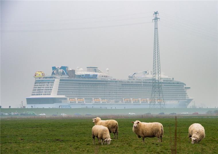 So lief die Emsüberführung der "Spectrum of the Seas" Schafe stehen auf einer Weide, während das Kreuzfahrtschiff "Spectrum of the Seas" der Meyer Werft über die Ems in die Nordsee überführt wird.