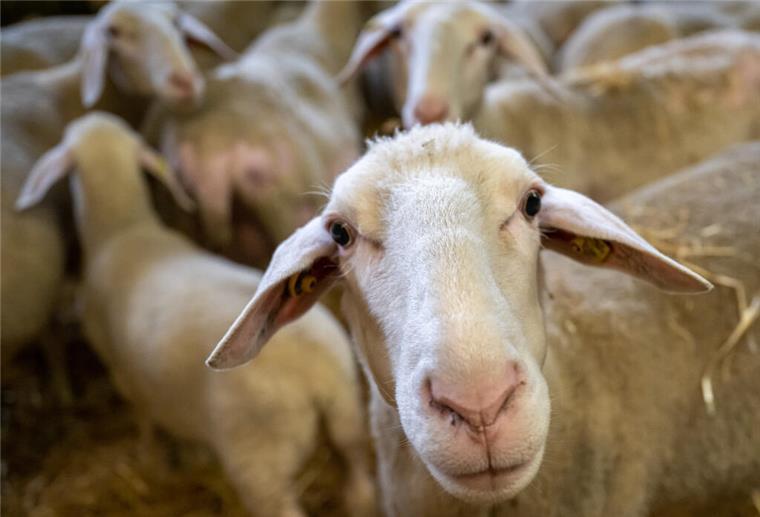 Gefahr für Niedersachsen: Erster Fall von Blauzungekrankheit bei deutschem Schaf Schafe stehen in einem Stall.