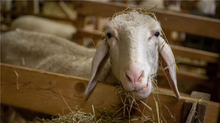 Verdacht auf Blauzungenkrankheit: Betrieb gesperrt  Schafe stehen in einem Stall.