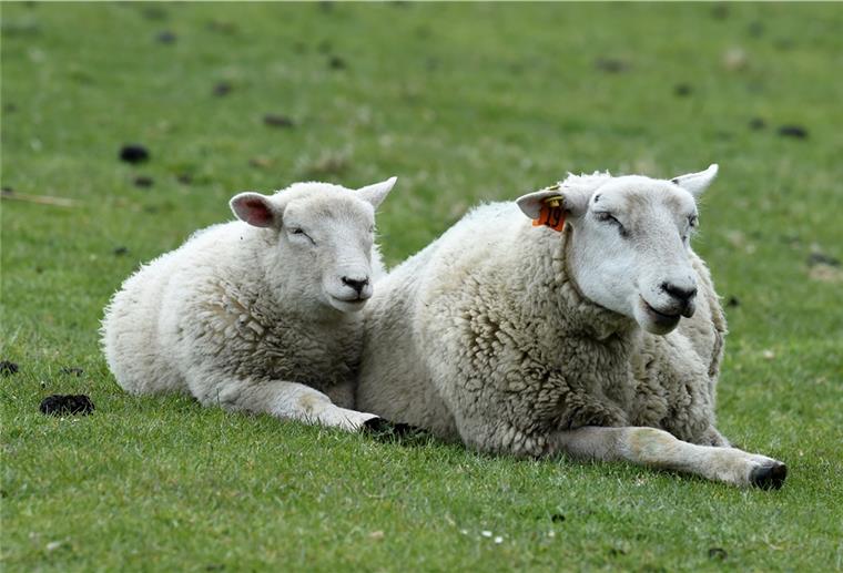 Raubtier tötet und verletzt Schafe in der Wesermarsch Schafe und andere Nutztiere fallen in der Region immer häufiger Raubtieren zum Opfer. Symbolfoto: Rehder/dpa