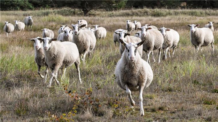 Schafe werden in der Heide zur Landschaftspflege eingesetzt. Werden sie bei der Beweidung gestört, hat das negative Folgen für die Tiere und die Natur. (Symbolbild)