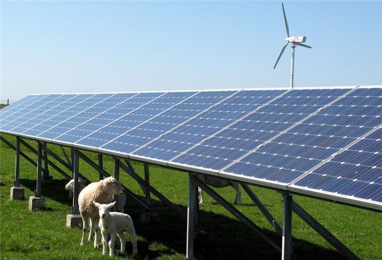 Schafe vor PV-Anlage