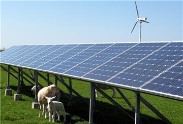 Schafe vor PV-Anlage