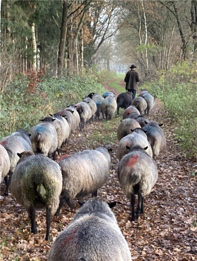Diese Schafe aus Bülstedt sind Alleskönner Schafhalter Michael Ruhnau führt seine Schafherde über einen Waldweg.
