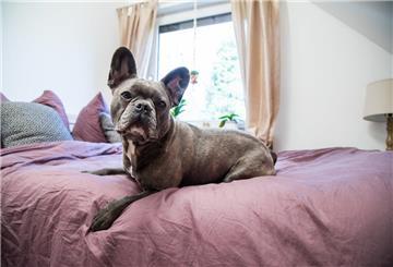 Ein Hund liegt auf einem Bett