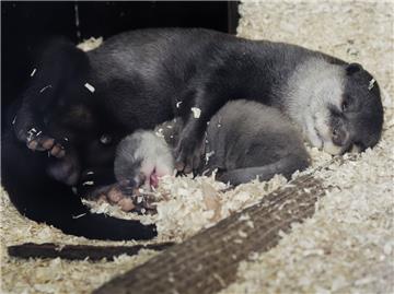 Das noch namenlose vier Wochen alte Otterbaby ist der jüngste Tiernachwuchs, der jetzt im Zoo am Meer zu sehen ist.