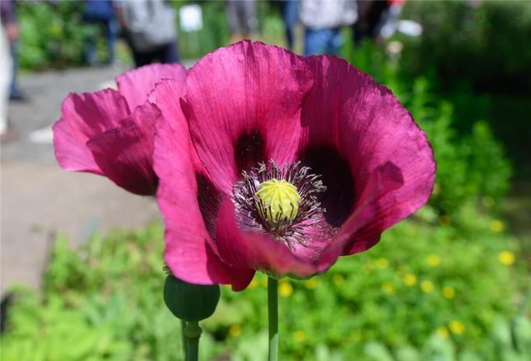 Schlafmohn wächst im Apothekergarten im Schulbiologiezentrum Hannover.