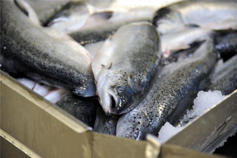 Schlechte Nachrichten aus der Bremerhavener Fischwirtschaft.