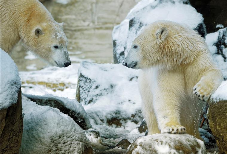 Bremerhaven: Eisbären haben Spaß im Schnee Eisbären im Zoo am Meer in Bremerhaven.
