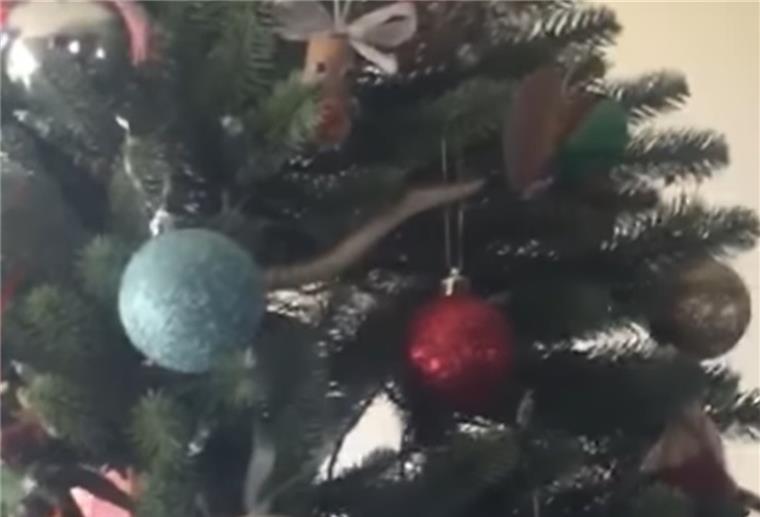 Überraschende Deko: Giftschlange züngelt im Weihnachtsbaum Schockschwere Not: Eine Giftschlange im Weihnachtsbaum.