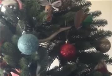 Schockschwere Not: Eine Giftschlange im Weihnachtsbaum.