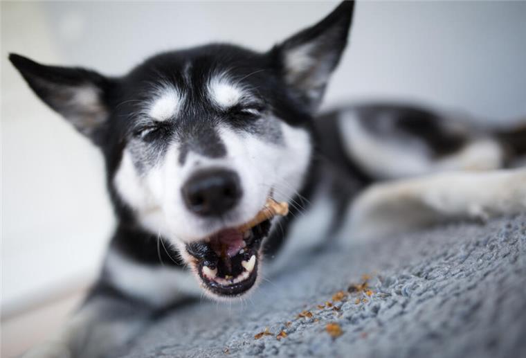 Achtung, giftig! Diese Nahrungsmittel sind für Hunde gefährlich Für Hunde, die Rind oder Huhn nicht gut vertragen, kann Futter mit Insekten eine Alternative sein.