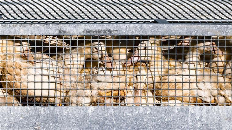 Vogelgrippe grassiert – Fast eine Million Tiere getötet Schon fast eine Million Enten, Gänse, Puten und Hühner wurden getötet, nachdem in den jeweiligen Beständen die Geflügelpest festgestellt worden war. (Illustration).