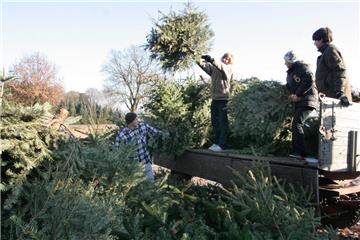 Schon seit einigen Jahren sammeln Mitglieder der evangelischen Jugend in Zeven die ausgedienten Weihnachtsbäume ein.
