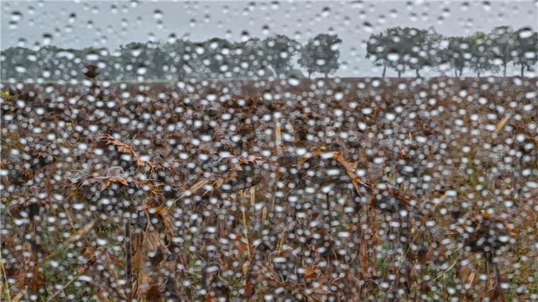 Schon seit Wochen hat es in Niedersachsen nicht mehr richtig geregnet - das Wasser fehlt im Boden. (Symbolfoto)