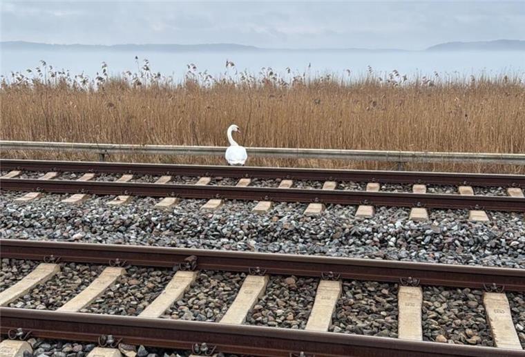 Verkehrschaos durch Tiere: Drei außergewöhnliche Einsätze Schwan in den Gleisen