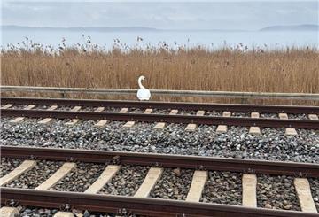 Schwan in den Gleisen