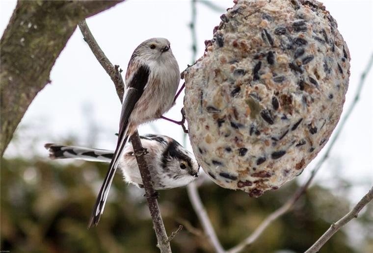 „Stunde der Wintervögel“: Der NABU lädt zum Zählen ein Schwanzmeisen sind sehr sozial und leben außerhalb der Brutzeit in kleinen Schwärmen.