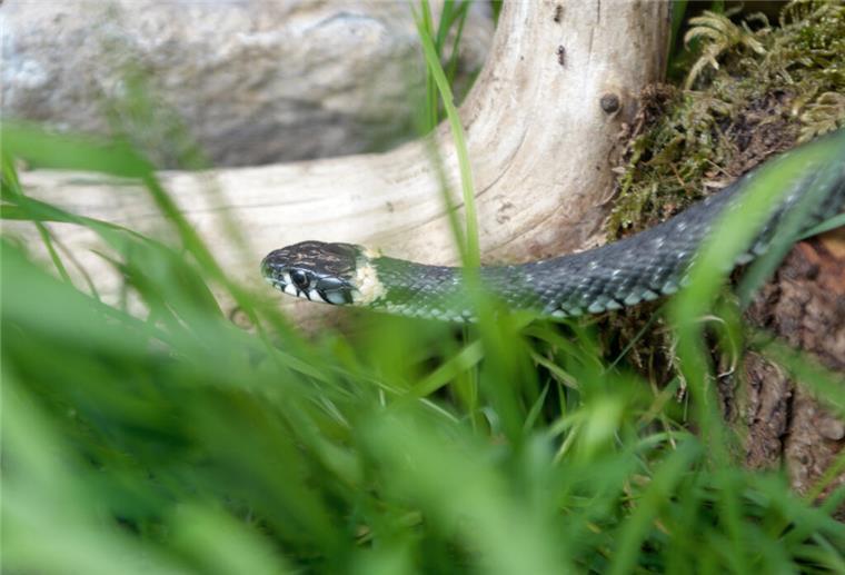 Mysteriöse Sichtungen: Schwarze Mamba in Deutschland? Schlange im Gras
