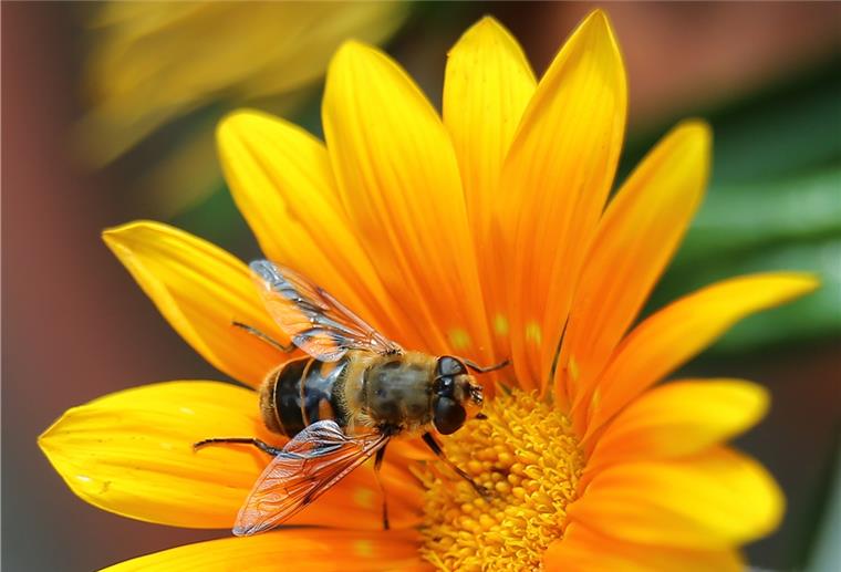 Wespe oder nicht? Schwebfliegen tragen ein schwarz-gelbes Kleid, sie haben aber keine Wespentaille.