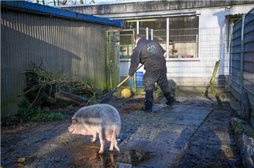 Schwein Borsti kam verwahrlost und übergewichtig ins Tierheim. Tierpfleger Philipp Schöller kümmert sich um seinen Stall.