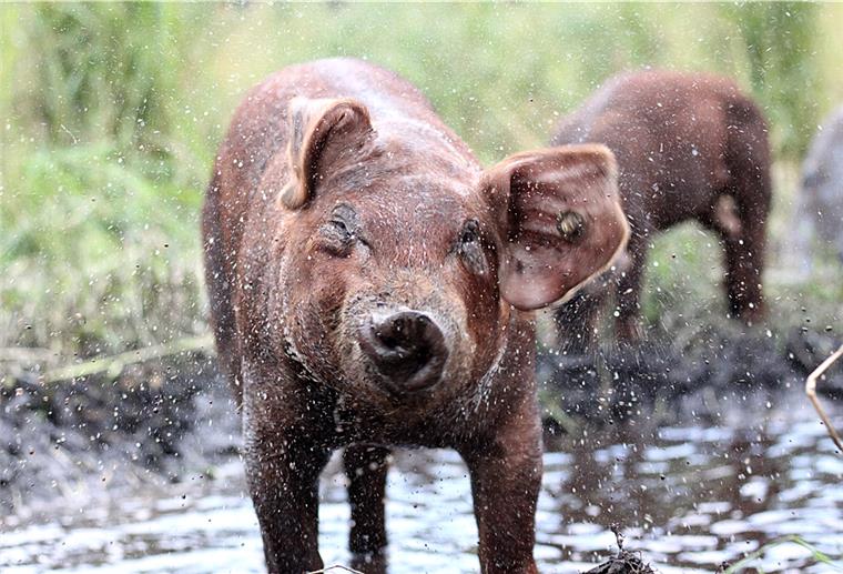 Wie Nutztiere die Hitze gut überstehen „Schweine sind schlau“, sagt Markus Sparre aus Westertimke. Die Tiere wissen selbst, was ihnen bei Hitze hilft. Allerdings müssen die Voraussetzungen stimmen und dafür sind die Menschen verantwortlich, so der Schweinehalter.
