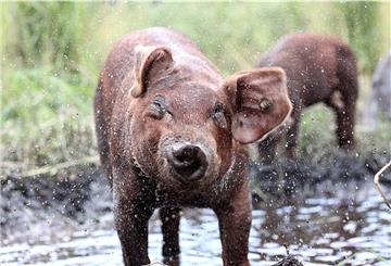 „Schweine sind schlau“, sagt Markus Sparre aus Westertimke. Die Tiere wissen selbst, was ihnen bei Hitze hilft. Allerdings müssen die Voraussetzungen stimmen und dafür sind die Menschen verantwortlich, so der Schweinehalter.
