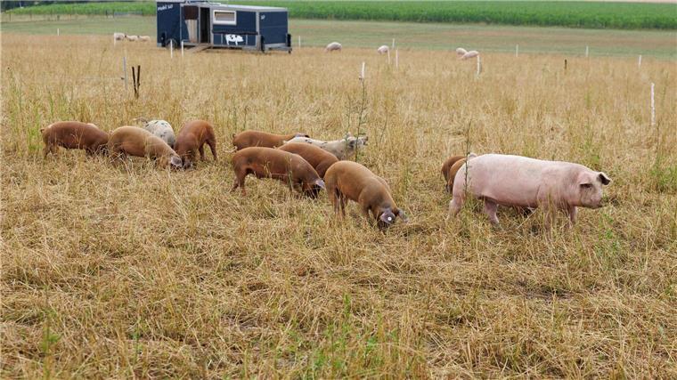Rukwied warnt vor Verlagerung der Tierhaltung ins Ausland Schweine stehen auf einem Feld vom Schlehbaumhof in Osnabrück vor einem Schweinemobil.