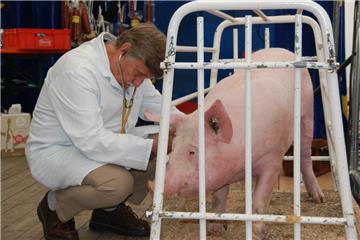 Schweinemarkt in Dedesdorf: Jolante kommt unter den Hammer und die Marktkönigin ...