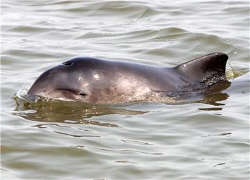 Schweinswale ziehen jedes Frühjahr in die Weser.