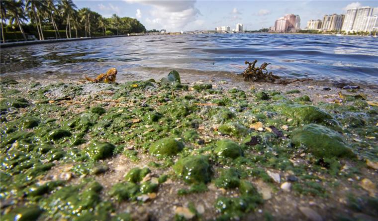 Algenbrühe an Stränden in Florida - Notstand ausgerufen Schwimmen möchte man in dieser Brühe wohl kaum: Für viele Strände in Florida ist der Notstand ausgerufen worden.