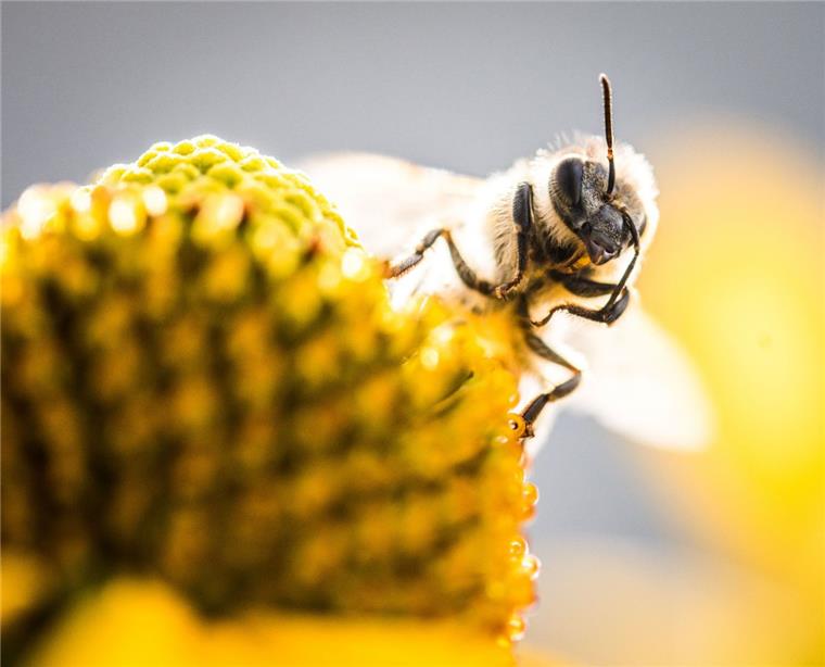 250.000 Bienen im Landkreis Verden getötet Sechs Bienenvölker wurden am Sonntag im Landkreis Verden getötet.