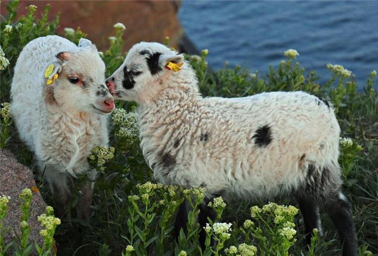 Tierbaby-Drama auf Helgoland: Sechs Lämmer verschwinden spurlos Zwei Heidschnucken-Lämmer auf Helgoland