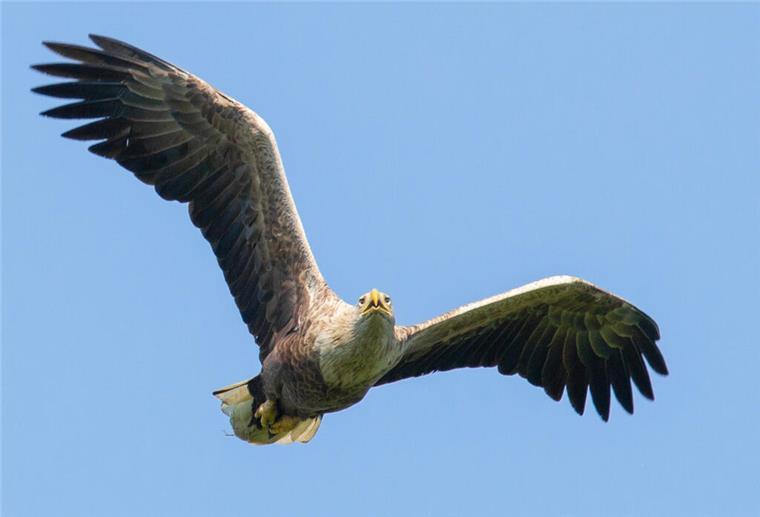 Die Wesermarsch wird zum Seeadler-Land: Hier haben sich die Tiere niedergelassen Seeadler leben inzwischen auch in Butjadingen. Ein Paar brütet dort. Mit einer Flügelspannweite von bis zu 2,50 Metern sind Seeadler die größten Greifvögel Europas.