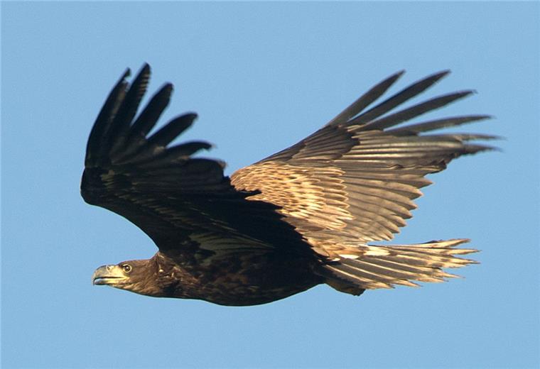 Ein drittes Seeadlerpaar in der Wesermarsch Seeadler sind in den vergangenen Jahren in der Wesermarsch heimisch geworden.