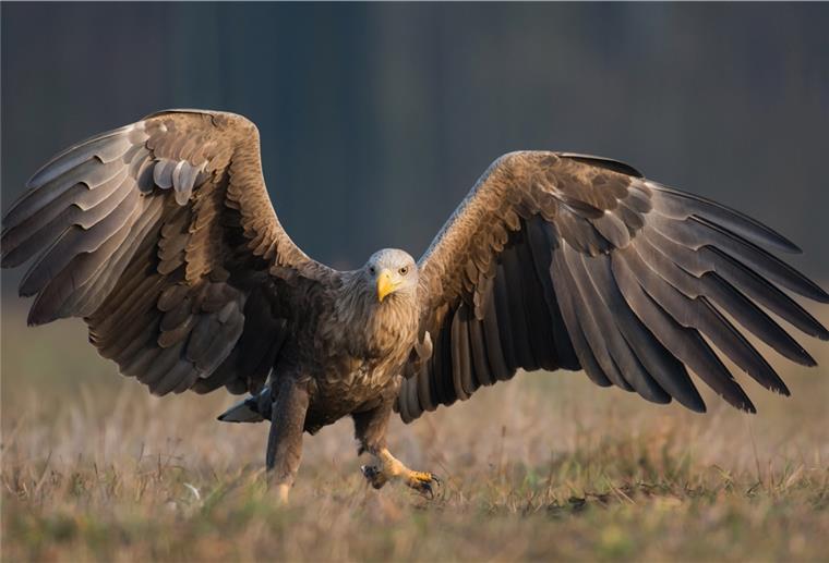 Sieben junge Seeadler im Kreis Seeadler sind in der Wesermarsch heimisch geworden. Drei Paare haben in diesem Jahr sieben Jungadler großgezogen. Die sind alle flügge geworden.