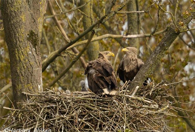 Für Windkraftanlagen? Baum mit Seeadlerhorst in Butjadingen illegal gefällt Zwei Seeadler sitzen in einem Nest.