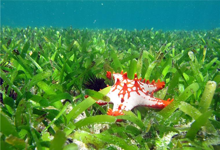 Bremer Forscher: Abwasser zerstört die Salzwiesen Seegraswiesen gibt es in den flachen Küstengewässer vieler Meere. Sie sind zunehmend bedroht.