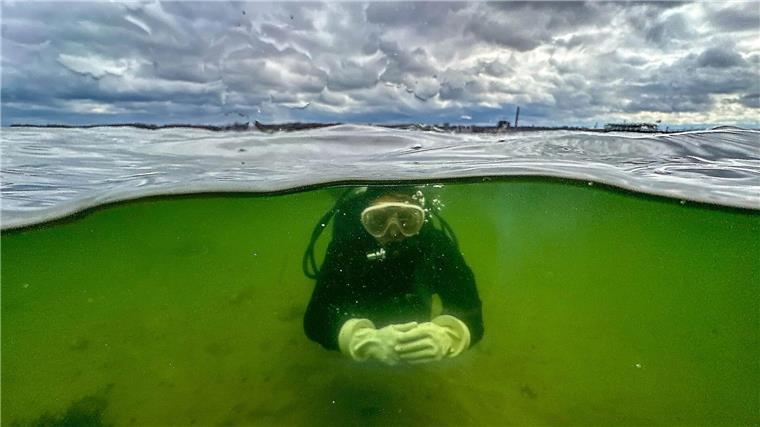 Millionen aus Berlin für Klimaschutz in Nord- und Ostsee Seegraswiesen sind Teil der vom Bundesumweltministerium geförderten Projekte .