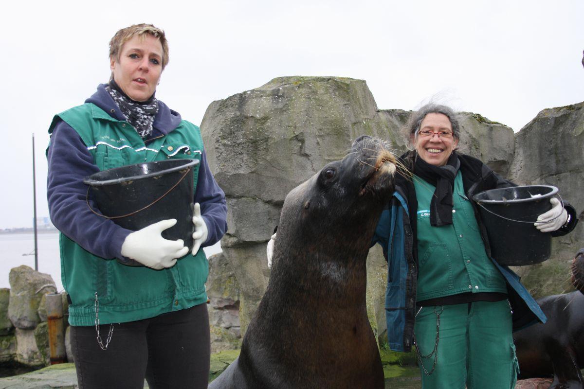 Im Bremerhavener Zoo lebt die älteste Mähnenrobbe der Welt Seelöwe Sailor ist vor allem auf Tierpflegerin Carmen Gürster (rechts) fixiert. Aber auch Pamela Casper-von Holten gehört zu seinen engsten Bezugspersonen.