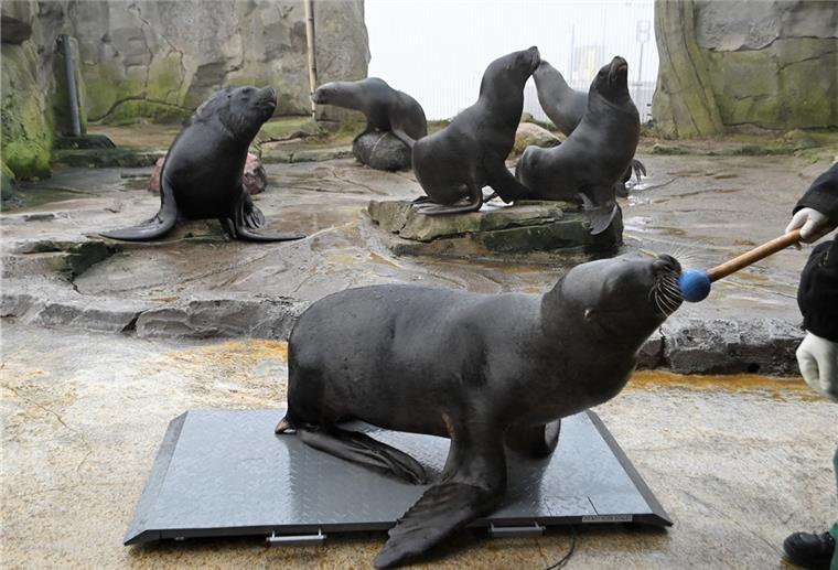 Inventur im Zoo am Meer: Mehr Tiere als vor einem Jahr Seelöwen Babbie wiegt 122 Kilogramm.