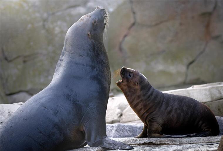 Tierische Botschafter für den Erhalt der Artenvielfalt Zwei Seelöwen