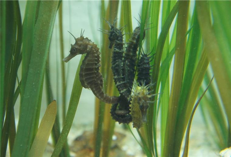 Die Rückkehr der Seepferdchen in die Nordsee Seepferdchen