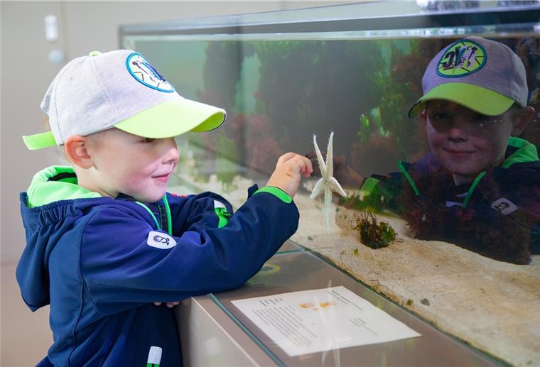 Seesterne (fast) zum Anfassen: Fiete (3) aus Warstein ist begeistert vom Nordseeaquarium im Nationalpark-Haus Wurster Nordseeküste in Dorum-Neufeld.