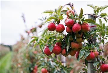 Rote Äpfel hängen an Bäumen.