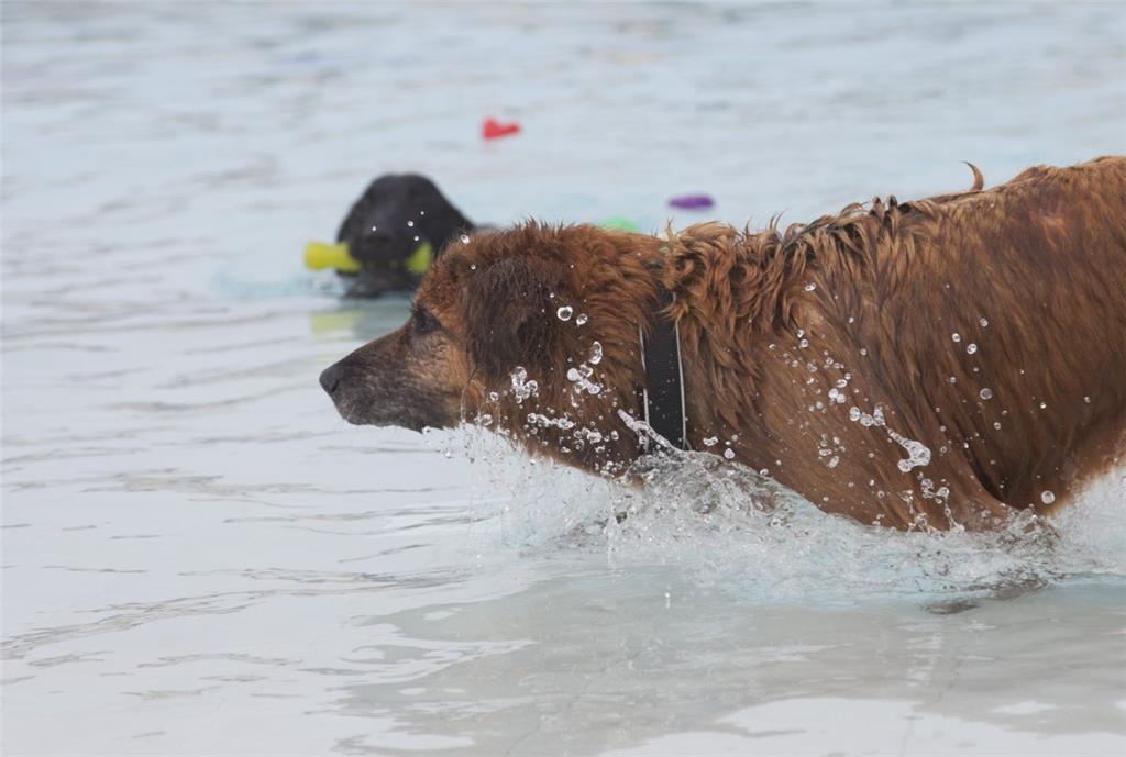 Sein &quot;Seepferdchen&quot; hat dieser rasende &quot;Seehund&quot; schon mal s...