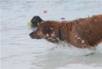 Sein &quot;Seepferdchen&quot; hat dieser rasende &quot;Seehund&quot; schon mal s...