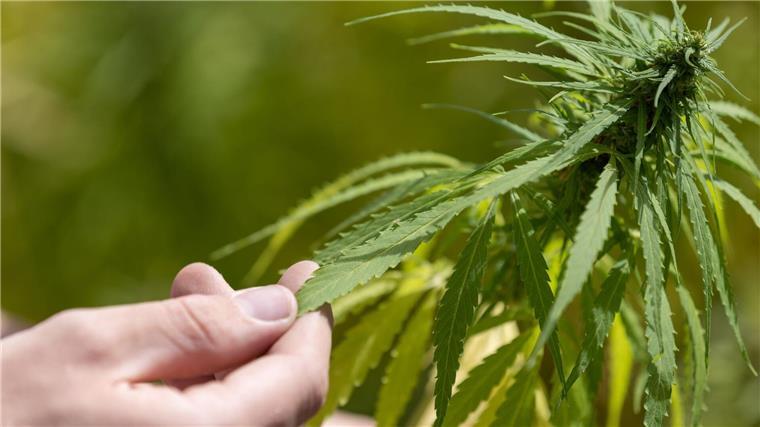 Seit 1. Juli dürfen in Deutschland Cannabis-Anbauvereine zugelassen werden. (Symbolbild)